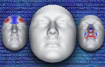 La scoperta: ecco gli 'architetti' del volto umano